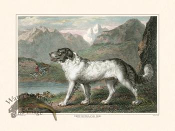 TSR Newfoundland Dog